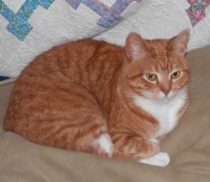 Gingersnap the Cat