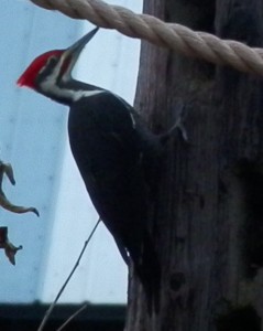 Pileated Woodpecker