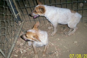 heeler pups in TN - 2007