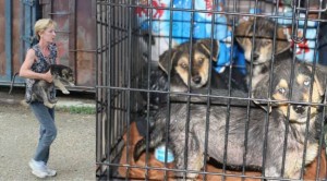 Puppies at the Dump