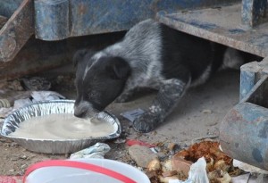 Puppy at Dump