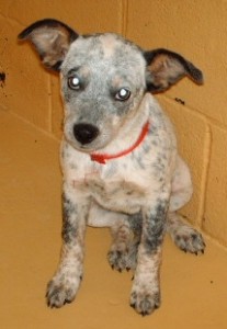 Puppy Kenna on death row in Georgia (before she was rescued), 2006