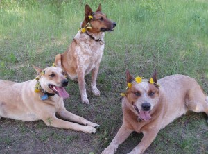 Cayenne, Chase, and Bandit