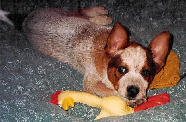 Puppy Bandit & Chicken