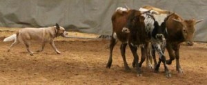 Bandit Herding Cattle