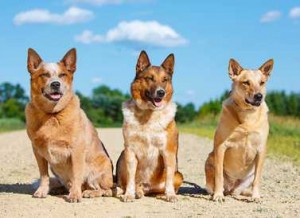 Bandit, Chase, and Cayenne, photographed by Barbara O'Brien