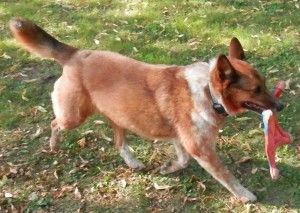 Fetching a flying squirrel