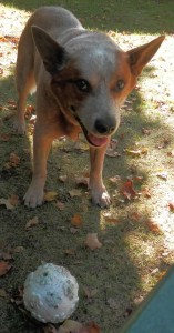 Bandit with Ball