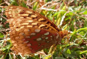 Butterfly--Double Wings and Silver-Blue Spots